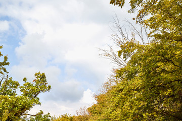 Top of yellow and green trees and sky background in autumn landscape in a nice day