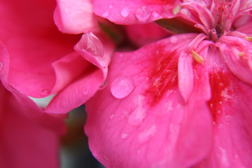 Nahaufnahme Blume mit Regentropfen