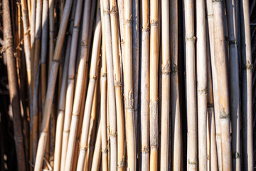 canne di bambu
