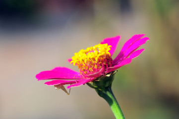 flowers and grasshoppers in the garden