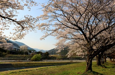 さくら　春　風景　杤木