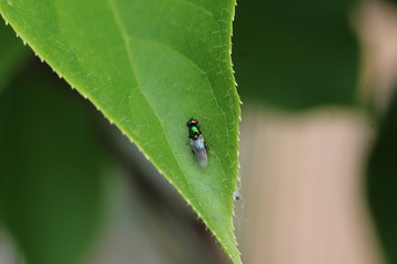 Goldfliege auf Kiwiblatt