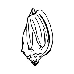 Seashells.  Hand drawn vector illustration in sketch style.