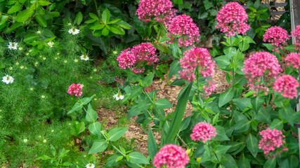 Fototapeta premium Fiori in primavera
