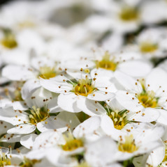 Thunberg Spirea bush in blossom. Background of white flowers