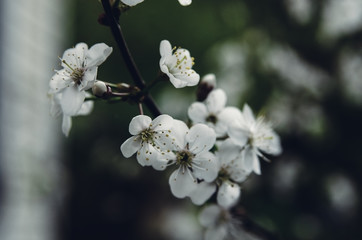 cherry blossom on the background of the garden