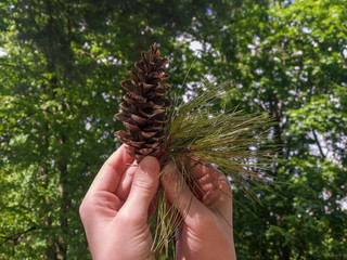 A woman holds in her hands needles and a pine cone of Weimutov. Five-coniferous pine. Pinus strobus. - Powered by Adobe