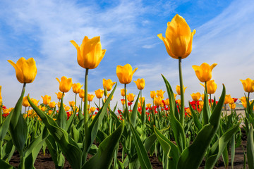 Obraz premium Yellow tulips growing on a field against blue sky. Yellow tulip field. Spring background with beautiful yellow tulips. Bottom view of yellow tulip rows in summer time. low angle.