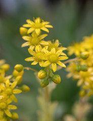 Sedum palmeri plant with bright golden-yellow small star-shaped flowers