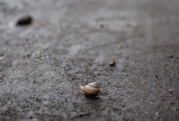 snail on the ground after the rain
