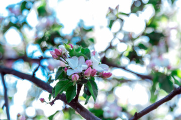 Blooming Apple tree. Spring flowers. Artistically blurred background. Natural background. Beautiful bokeh. Light of the spring sun.