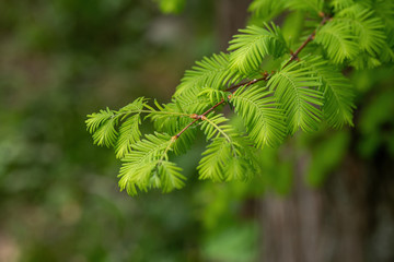 Branch of the Metasequoia glyptostroboides, also known as dawn redwood