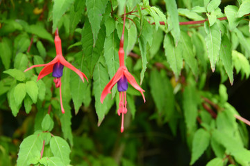Fuchsia flowers close-up on a background of foliage.