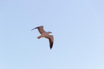 Silver gull flying with a blue sky in the background in Rio de Janeiro.Silver gull flying with a blue sky in the background in Rio de Janeiro.