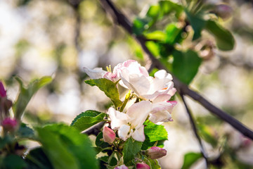 Obraz premium Blooming Apple tree. Spring flowers. Artistically blurred background. Natural background. Beautiful bokeh. Light of the spring sun.