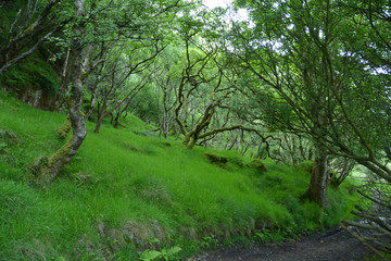 Mysterious forest about Murlough Bay. Northern Ireland. Groves of crooked trees.