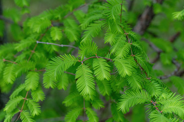 Branch of the Metasequoia glyptostroboides, also known as dawn redwood
