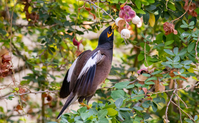 red winged blackbird reaching to eat fruit