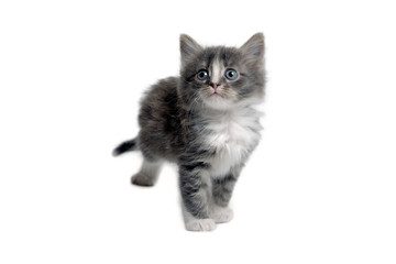 Cute little fluffy gray kitten is standing on a white background, looking at camera. Portrait of a grey kitten Isolated on a white background