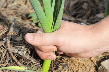 Tear out garlic from the ground
