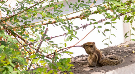 Baby squirrel holding twig and chewing 