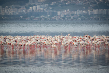 Pink big birds Greater Flamingos, Phoenicopterus ruber, in the water, izmir, Turkey. Flamingos...