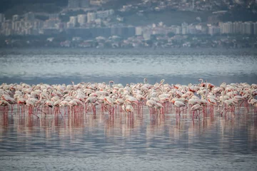 Selbstklebende Fototapeten Pink big birds Greater Flamingos, Phoenicopterus ruber, in the water, izmir, Turkey. Flamingos cleaning feathers. Wildlife animal scene from nature. © Suzi