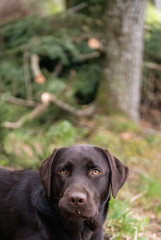 brown labrador retriever playing with soap bubbles