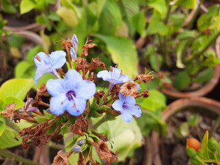 Beautiful gillyflowers blooming in Garden, beautiful little flowers close up in garden