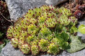 Yellow Blooming Sedum kamtscaticum, small star shaped flowers