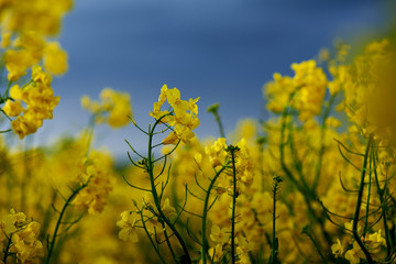 Yellow rape field with blue sky