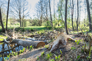 a beaver nibbles trees for a dam