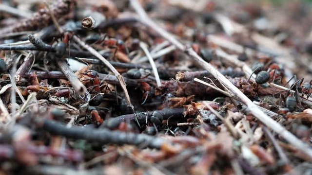 many forest ants work to build an ant hill. Close-up.