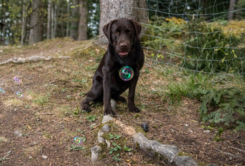 brown labrador retriever playing with soap bubbles