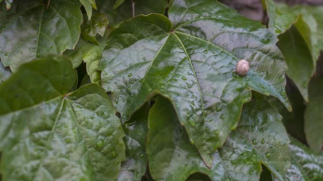 
Snail crawls on wet ivy close up.