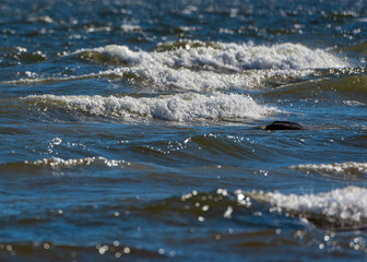 Obraz premium Beautiful wavy sea.