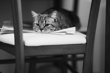 scottish tabby cat relaxing on a chair