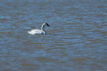 Swimming young swan.
