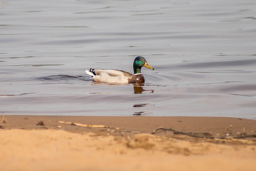 wild ducks swim and bathe in the river