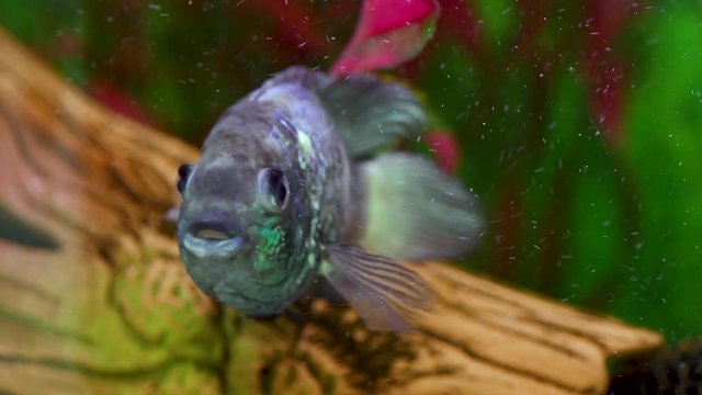 The fish in the aquarium. Laetacara curviceps. Apistogramma electro blue neon fish swimming alone in an aquarium close up
