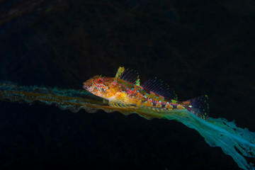 The Elegant sculpin from Sea of Japan, North Primorye, Russia.