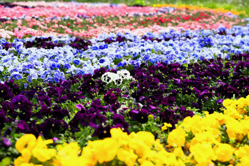 Piękny dywan kwiatowy w parku  