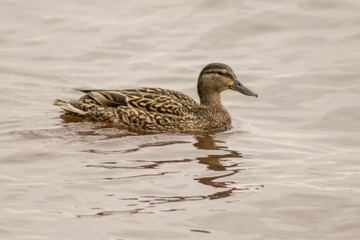 wild ducks swim and bathe in the river