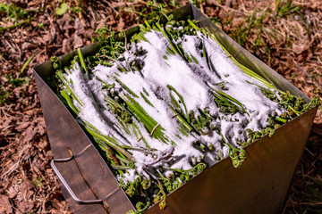 harvesting natural Bracken fern in the forest, salting wild plants in a steel box, traditional...