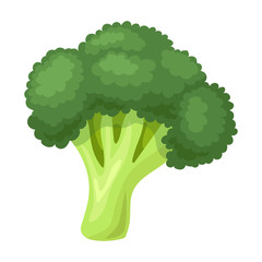 Broccoli vector icon.Cartoon vector icon isolated on white background broccoli.