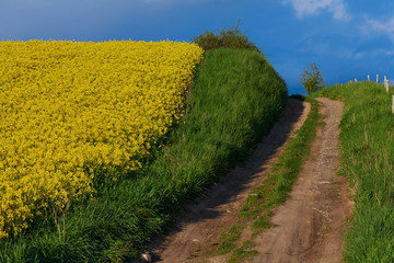 Fototapeta na wymiar Yellow rape field with blue sky