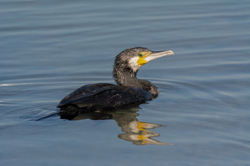 Great cormorant swimming