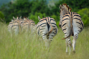 Zebras in Africa