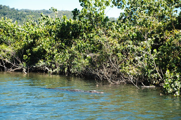 Crocodile swimming in a creek surrounded by mangroves