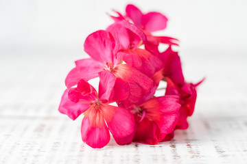 Pink geranium flower isolated on white background